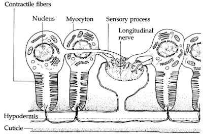 Anatomi dan Morfologi Nematoda, Kutikula nematoda, Hipodermis nematoda, otot nematoda, Sistem Pencernan Nematoda, Sistem Syaraf Nematoda, Sistem Ekskresi Nematoda, Sistem Reproduksi, Sistem reproduksi jantan pada nematoda, Sistem reproduksi betina pada nematoda, Molting nematoda, Larva nematoda, Larva Rhabditiform, Larva Filariform, Microfilaria, Fisiologi Nematoda
