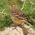 More Quivera NWR birds