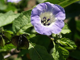 Nicandre faux coqueret - Pomme du Pérou - Nicandra physaloides