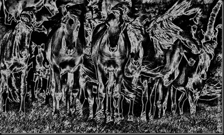 pm_20110625_horsesBW