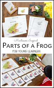 Parts of a Frog Learning Materials for Kids