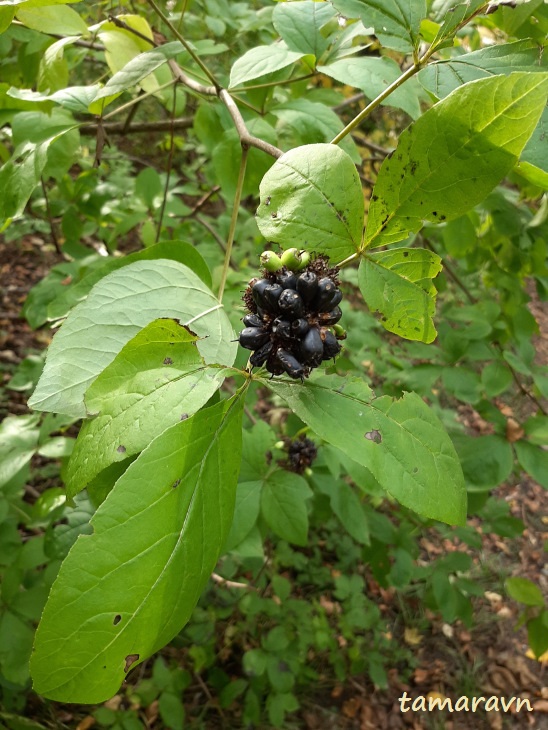 Свободноягодник сидячецветковый (Acanthopanax sessiliflorus, =Eleutherococcus sessiliflorus)