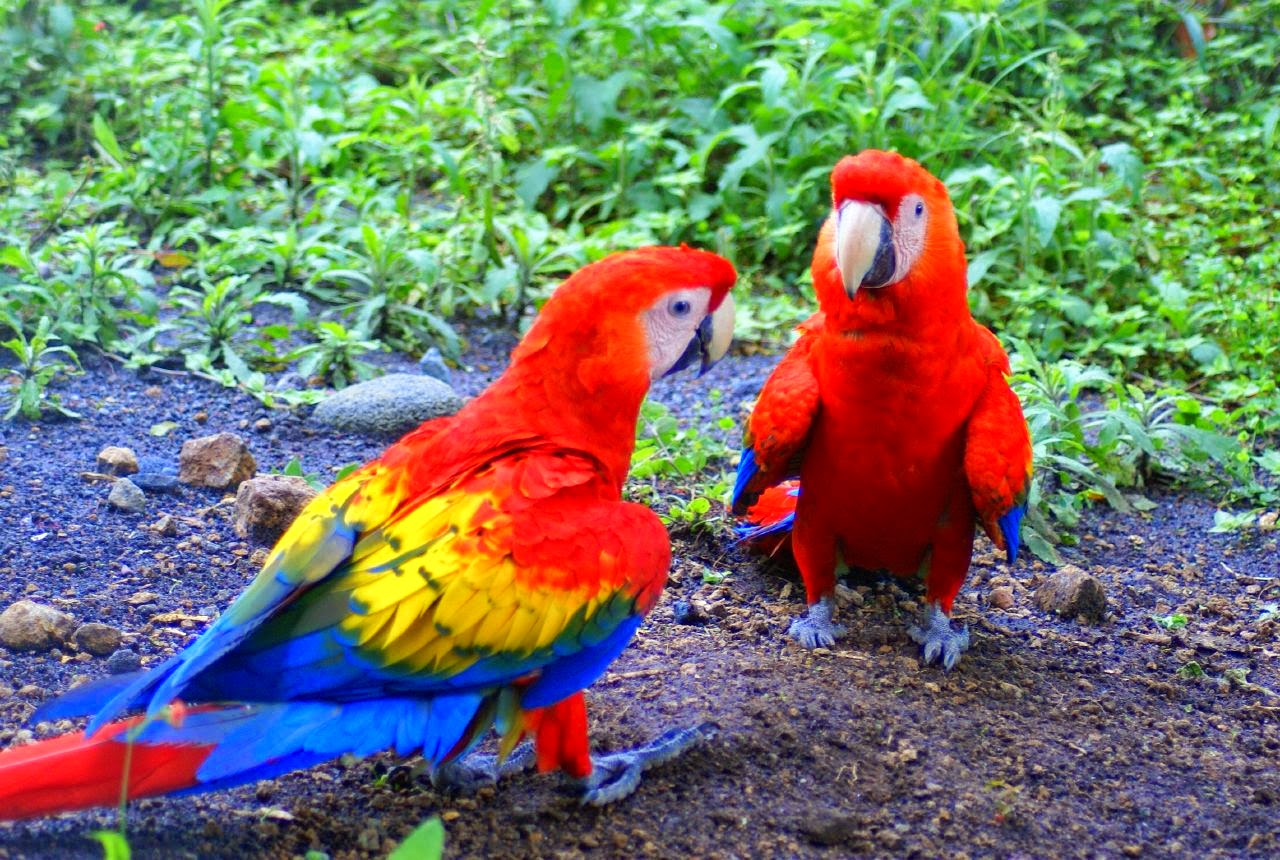 Burung Paling Cantik