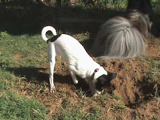 How to Stop Dog from Digging Holes
