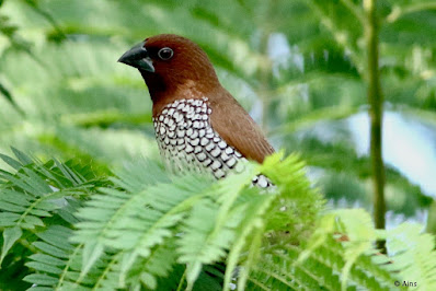 "Scaly-breasted Munia, resident, sitting on a tree."