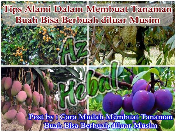 Cara Mudah Membuat Tanaman Buah Bisa Berbuah Diluar Musim