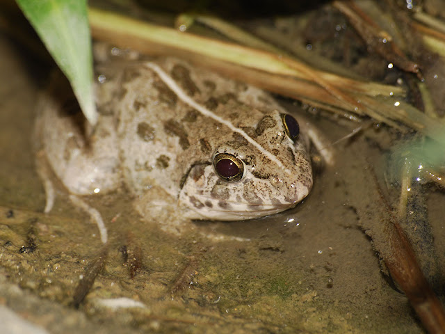 Crab-eating Frog - Fejervarya cancrivora