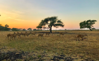 8 Savanna in East Java for vacation, beautiful and exotic. Baluran National Park