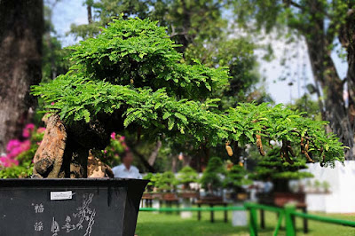 Gambar Bonsai Pohon Asam/Asem