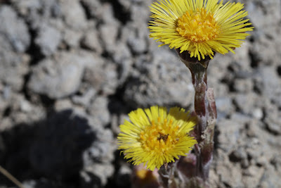 [Asteraceae] Tussilago farfara – Coltsfoot (Tossilaggine comune).