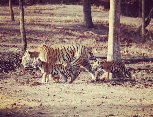 Super Moms Of Tiger Reserves In India