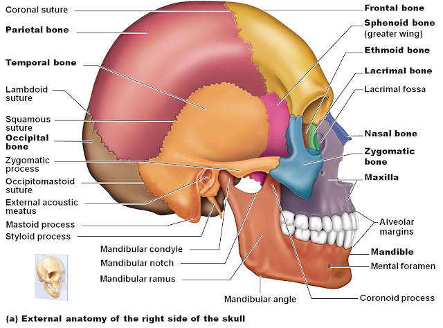 Struktur dan bagian bagian tulang cranium