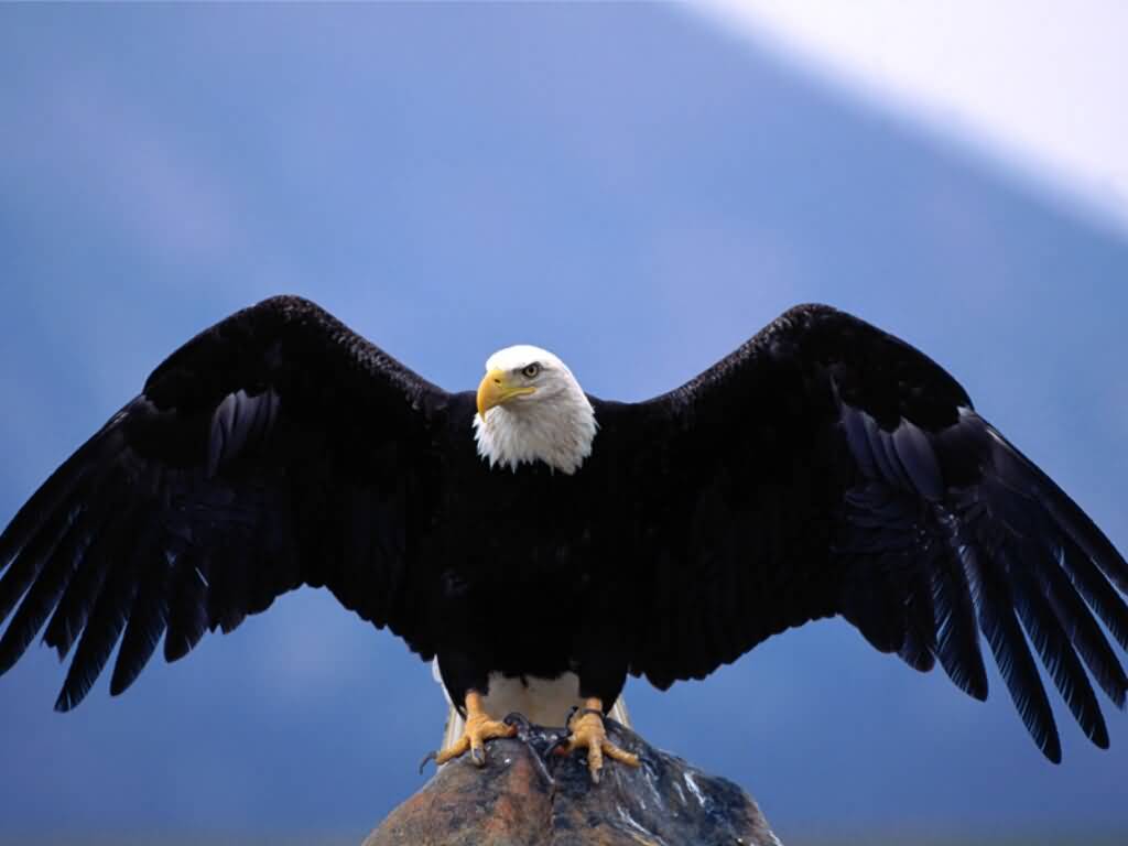 bald eagle wingspan