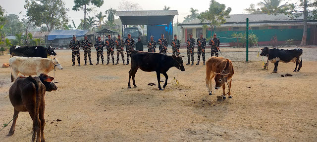 एसएसबी 8 बटालियन और 41 बटालियन ने 12 गायें सहित एक युवक को किया गिरफ्तार।