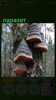  на дереве растет гриб паразит, непосредственно на стволе