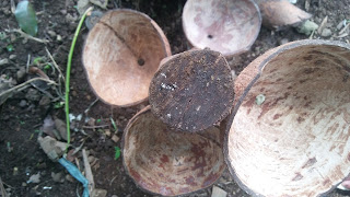 Coconut Shell Tower Pot, top view