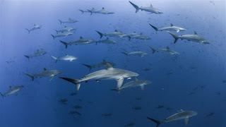 school of sharks, Revillagigedo Archipelago National Park