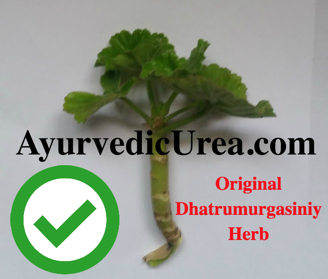 image of original dhatrumurgasiniy herb online