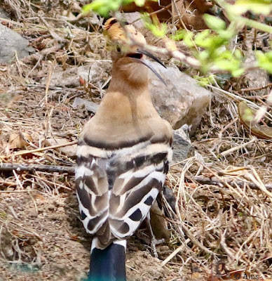 "Eurasian Hoopoe - Upupa epops. The species is highly distinctive, with a long, thin tapering bill that is black with a fawn base. The strengthened musculature of the head allows the bill to be opened when probing inside the soil. The hoopoe has broad and rounded wings capable of strong flight, uncommon and rare for Abu here seen foraging near bushes."