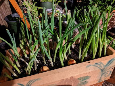 Scrap wood planter with scallions and faded Art Deco lotus flower motif