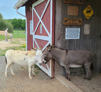 two mini-donkeys in a barn