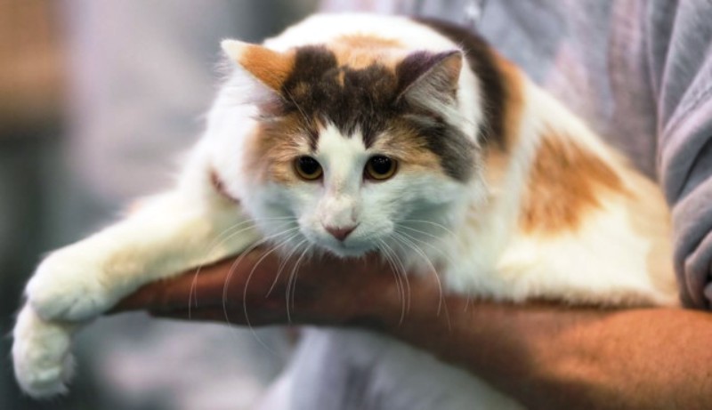 Pictures Of Dilute Calico Cats