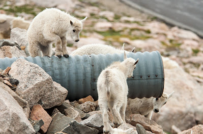 Mount Evans Mountain Goats