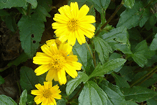 Sphagneticola trilobata medicinal uses | ভৃঙ্গরাজের উপকারিতা 