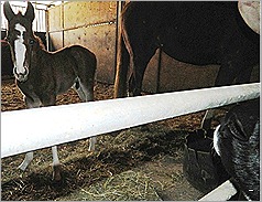Colt Day 5 FF  (3)