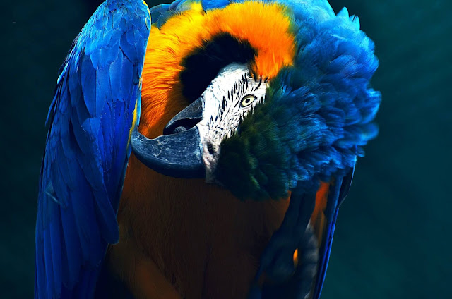 Colorful Parrots Images Gallery Wallpapers 4K Free Download