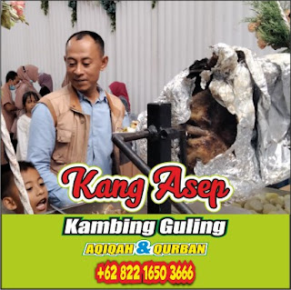 Kambing Guling Muda Garut Termurah, Kambing Guling Muda Garut, Kambing Guling Garut, Guling Kambing Garut, Kambing Guling,