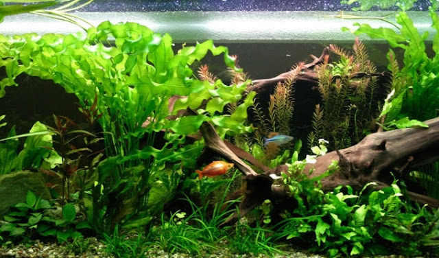 25 Jenis Tanaman Aquascape Cantik Untuk Akuarium Anda