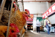FAO :  A resposta ao surgimento do vírus da gripe A (H7N9) na China exige fortes medidas de biossegurança