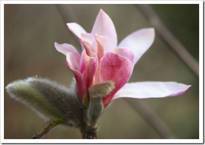 Stellata Rosea