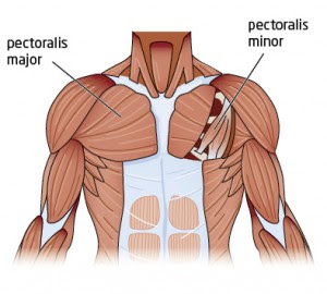Best exercises & tips for bigger chest