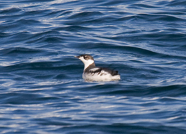 Marbled Murrelet