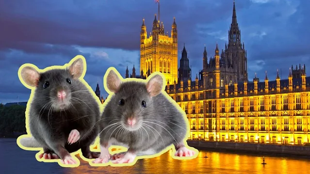 Palace of Westminster needs a rat catching cat but the place is unsuitable for one!