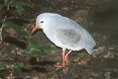 Kagu Bird Photos 1