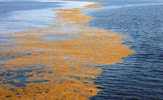 Hutan Laut Sargasso, Samudera Atlantik