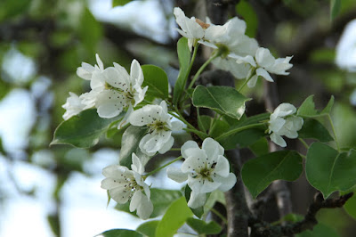 pear tree blossoms