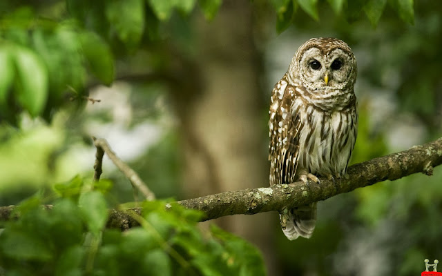 Owl HD Wallpaper