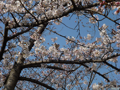 桜と雀