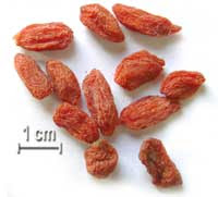 goji berries