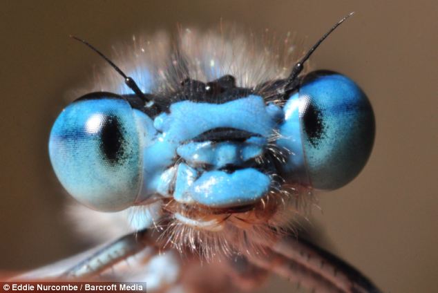 Bug-eyed: The cartoon faces of insects caught in incredible detail