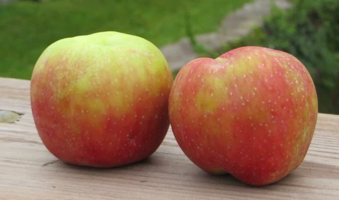 Two streaky apples, red over spring green