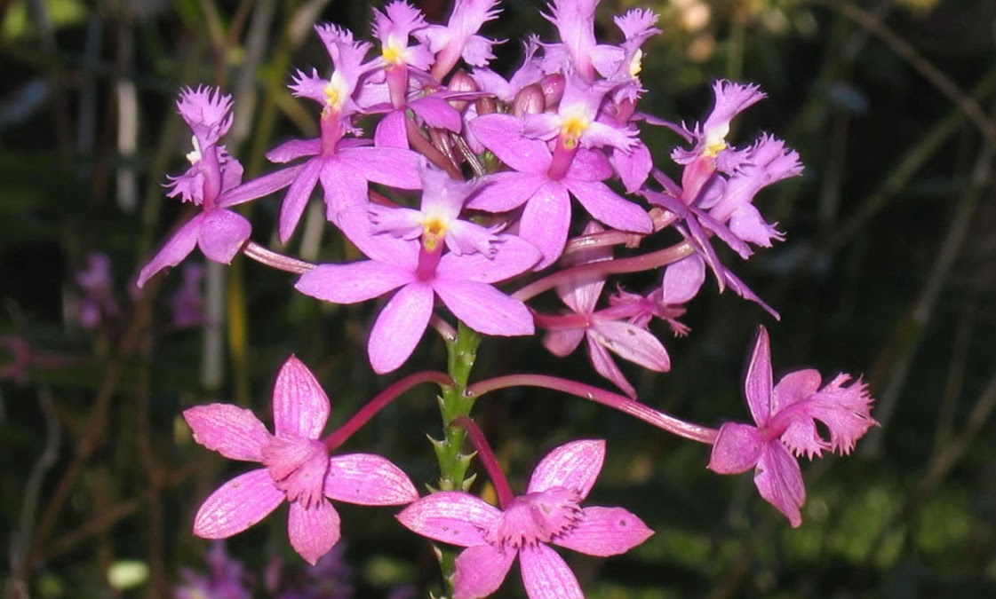 Epidendro ou Epidendrum spp Orquídea-crucifixo, Orquídea-estrela