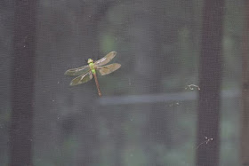 September dragonfly