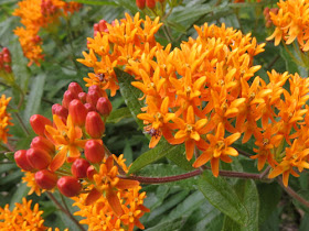 butterfly weed