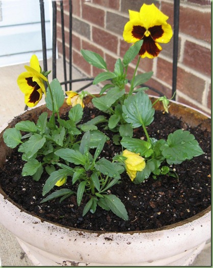 Pansies 10 01
