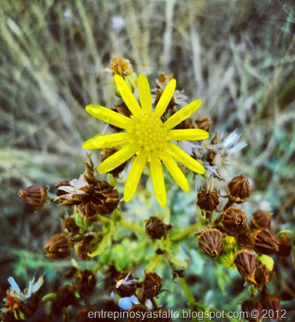 campestre